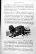 Original Old Antique Print Tasmanian Devil Diabolus Ursinus C1890 Victorian
