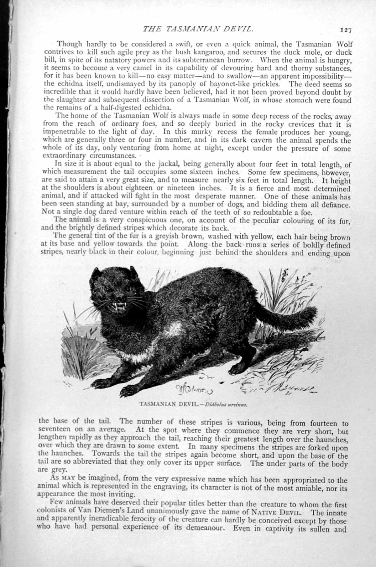 Original Old Antique Print Tasmanian Devil Diabolus Ursinus C1890 Victorian