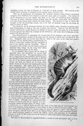 Original Old Antique Print Myrmecobius Myrmecobius Fasciatus C1890 Victorian