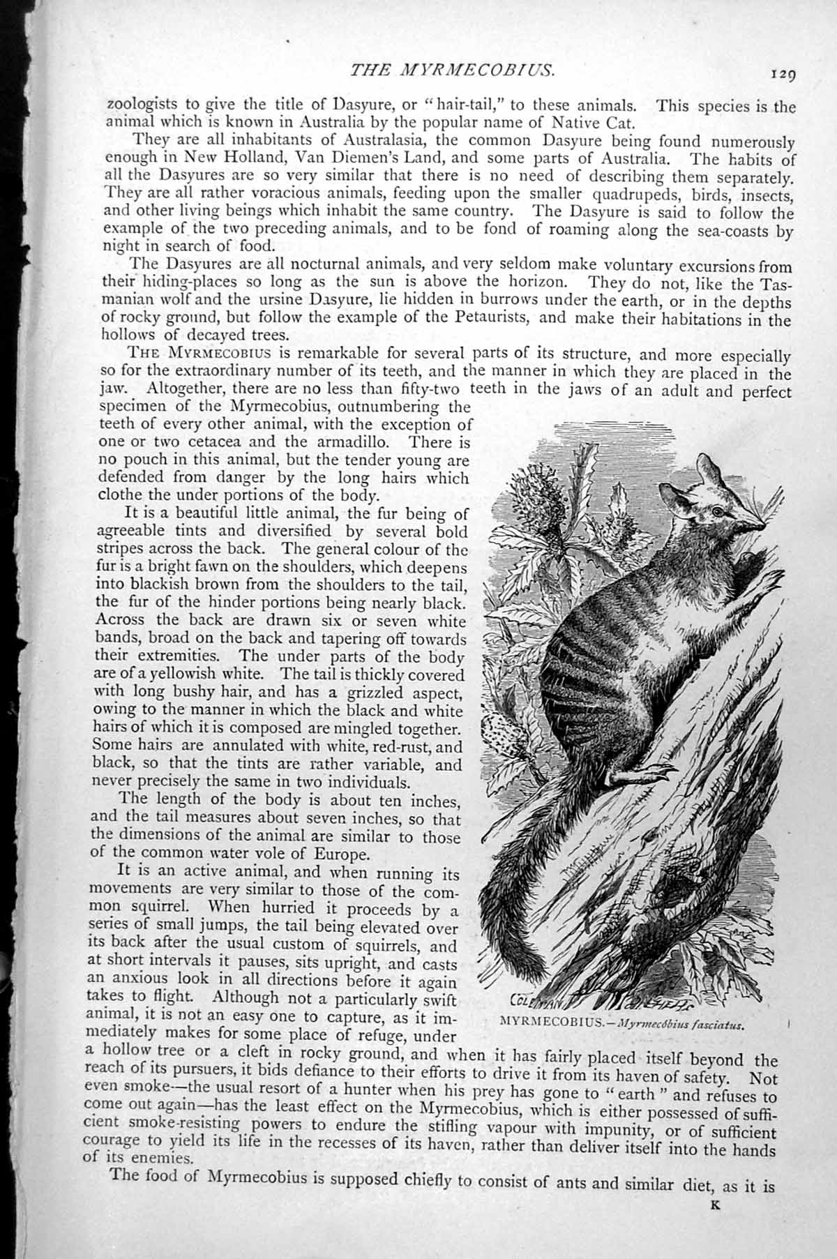 Original Old Antique Print Myrmecobius Myrmecobius Fasciatus C1890 Victorian