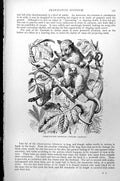 Antique Old Print Crab-Eating Opossum And Young Philander Cancrivorus C1890