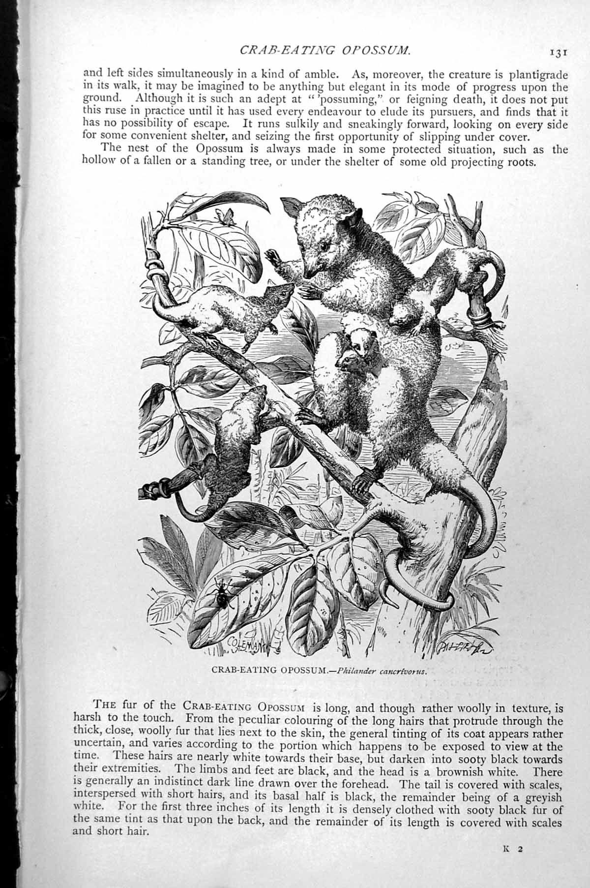 Antique Old Print Crab-Eating Opossum And Young Philander Cancrivorus C1890