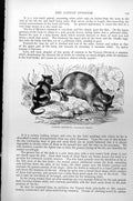 Original Old Antique Print Yapock Opossum Cheironectes Yapock C1890 Victorian