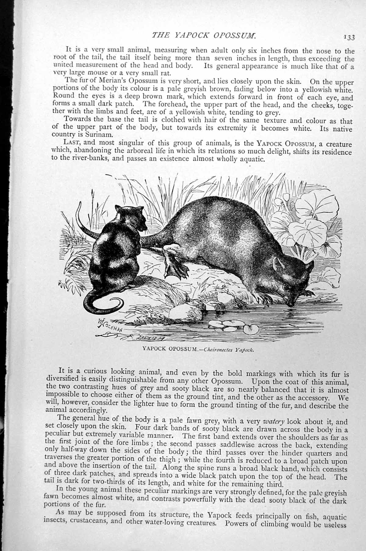 Original Old Antique Print Yapock Opossum Cheironectes Yapock C1890 Victorian