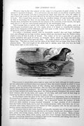 Original Old Antique Print Seal Phoca Vitulina C1890 19th Century