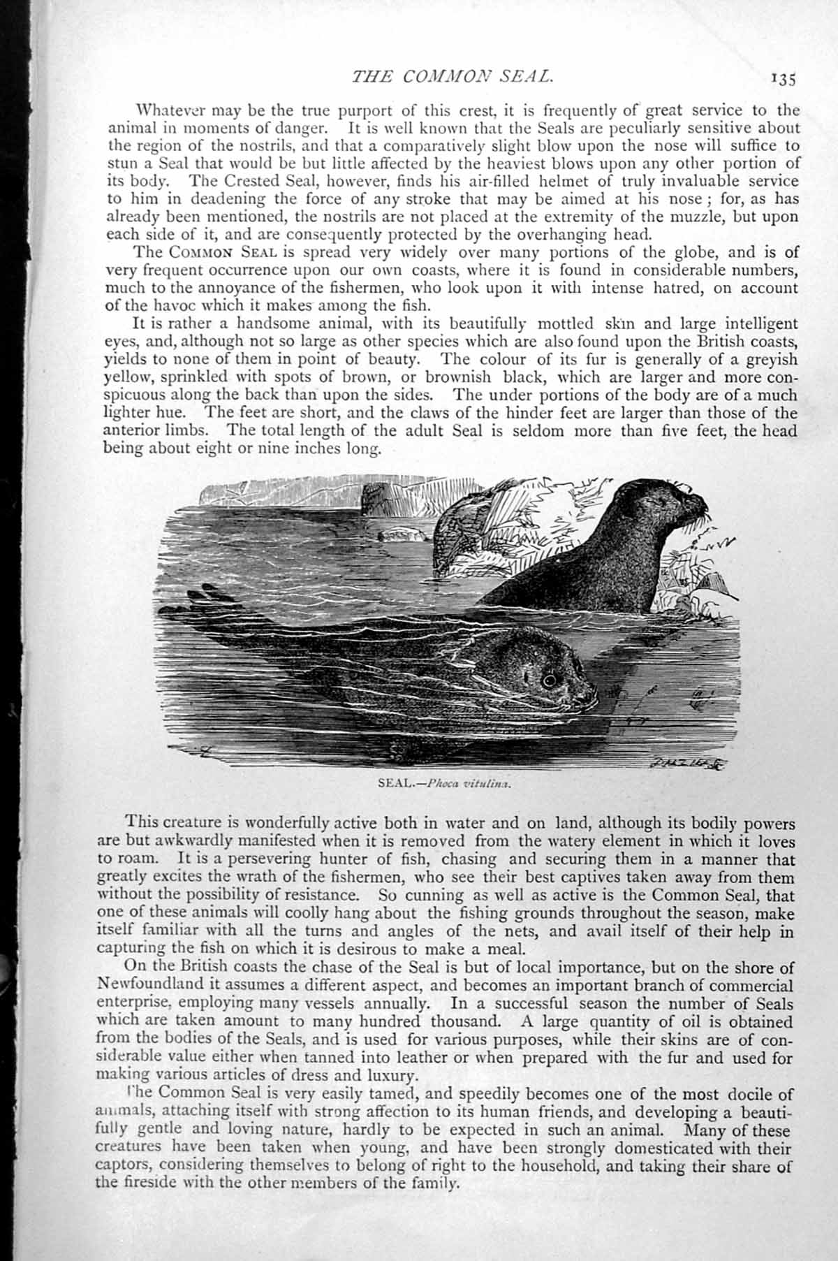 Original Old Antique Print Seal Phoca Vitulina C1890 19th Century