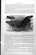 Original Old Antique Print Sea Elephant Morunga Proboscidea C1890 Victorian