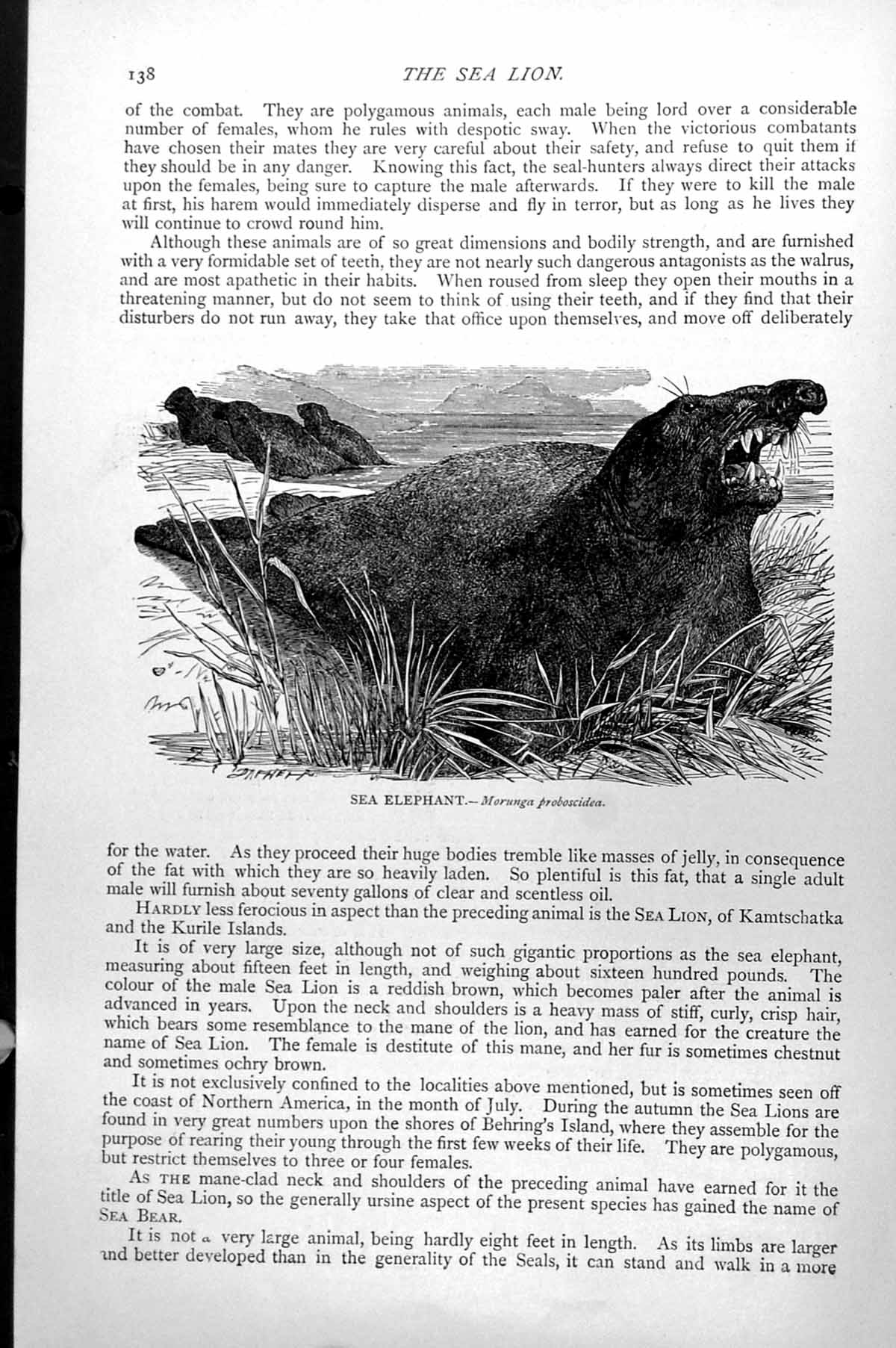 Original Old Antique Print Sea Elephant Morunga Proboscidea C1890 Victorian