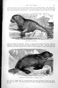 Old Print Sea Lion Otaria Jubata Sea Bear Ursine Seal Arctocephalus C1890 19th