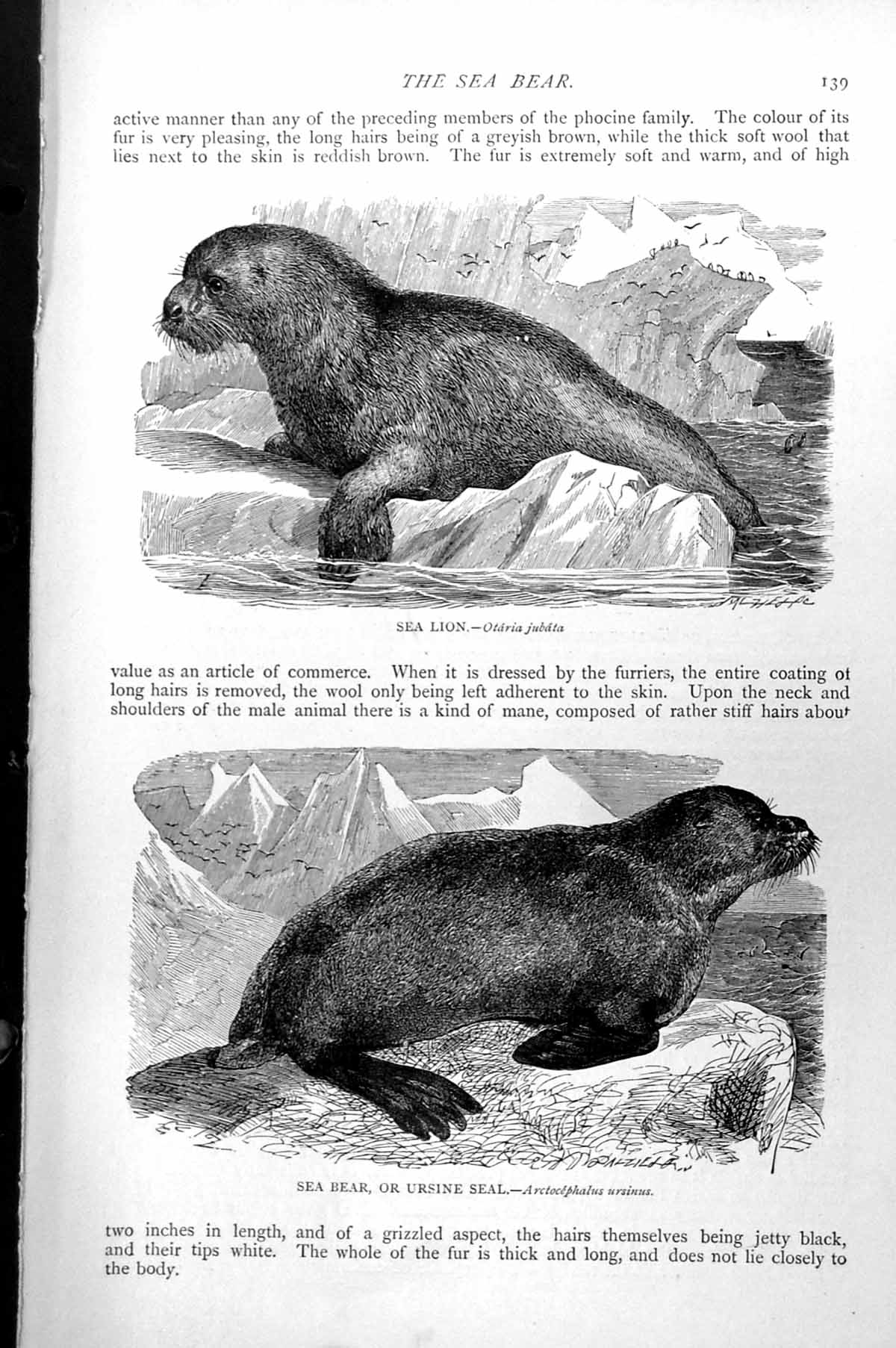 Old Print Sea Lion Otaria Jubata Sea Bear Ursine Seal Arctocephalus C1890 19th