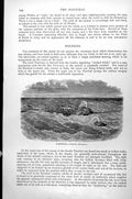 Original Old Antique Print Narwhal Monodon Monoceros C1890 19th