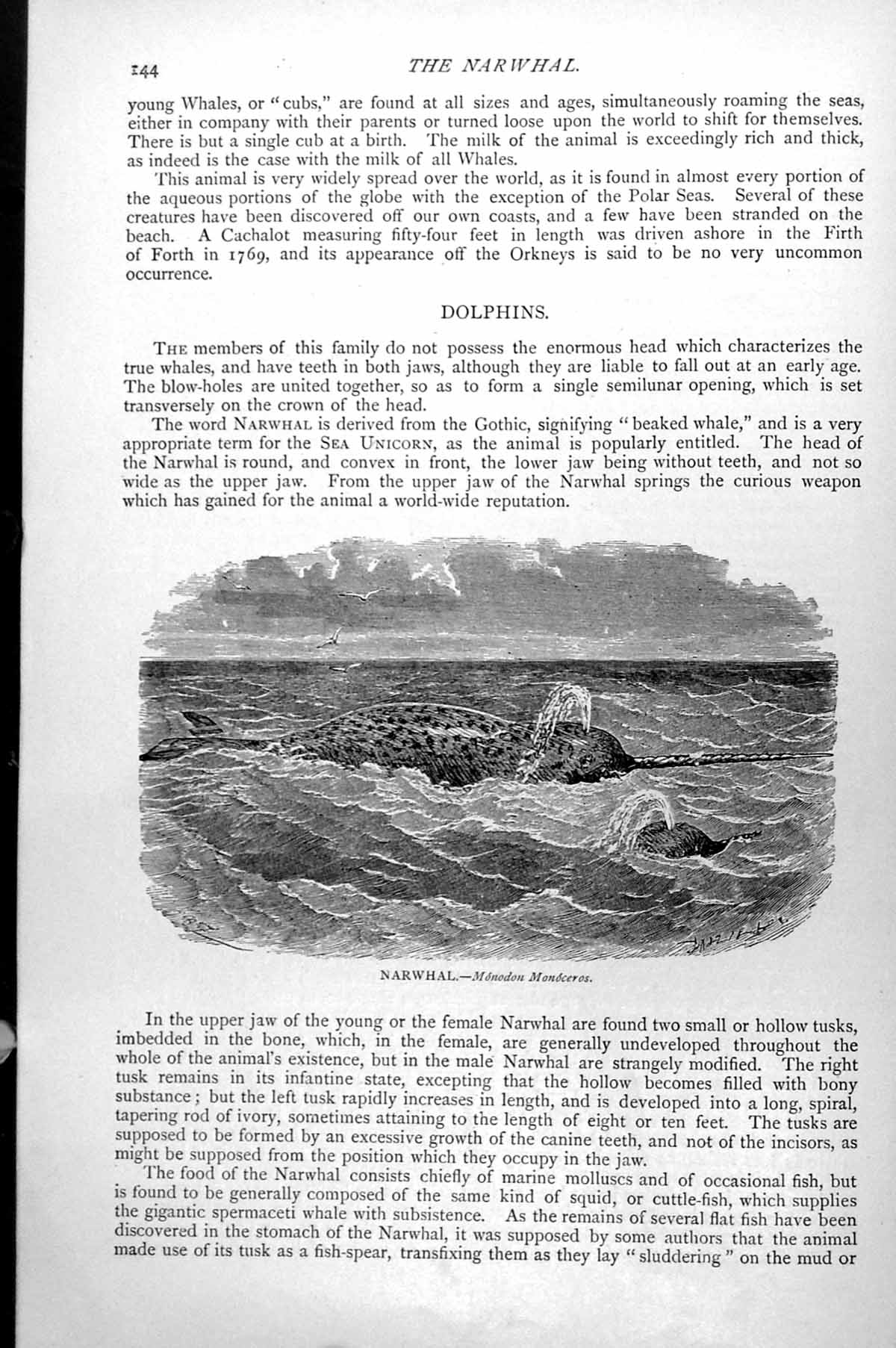 Original Old Antique Print Narwhal Monodon Monoceros C1890 19th