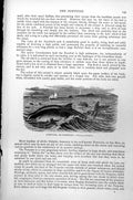 Antique Old Print Porpoise Or Porpesse Sailing Boat Lighthouse Phocaena C1890