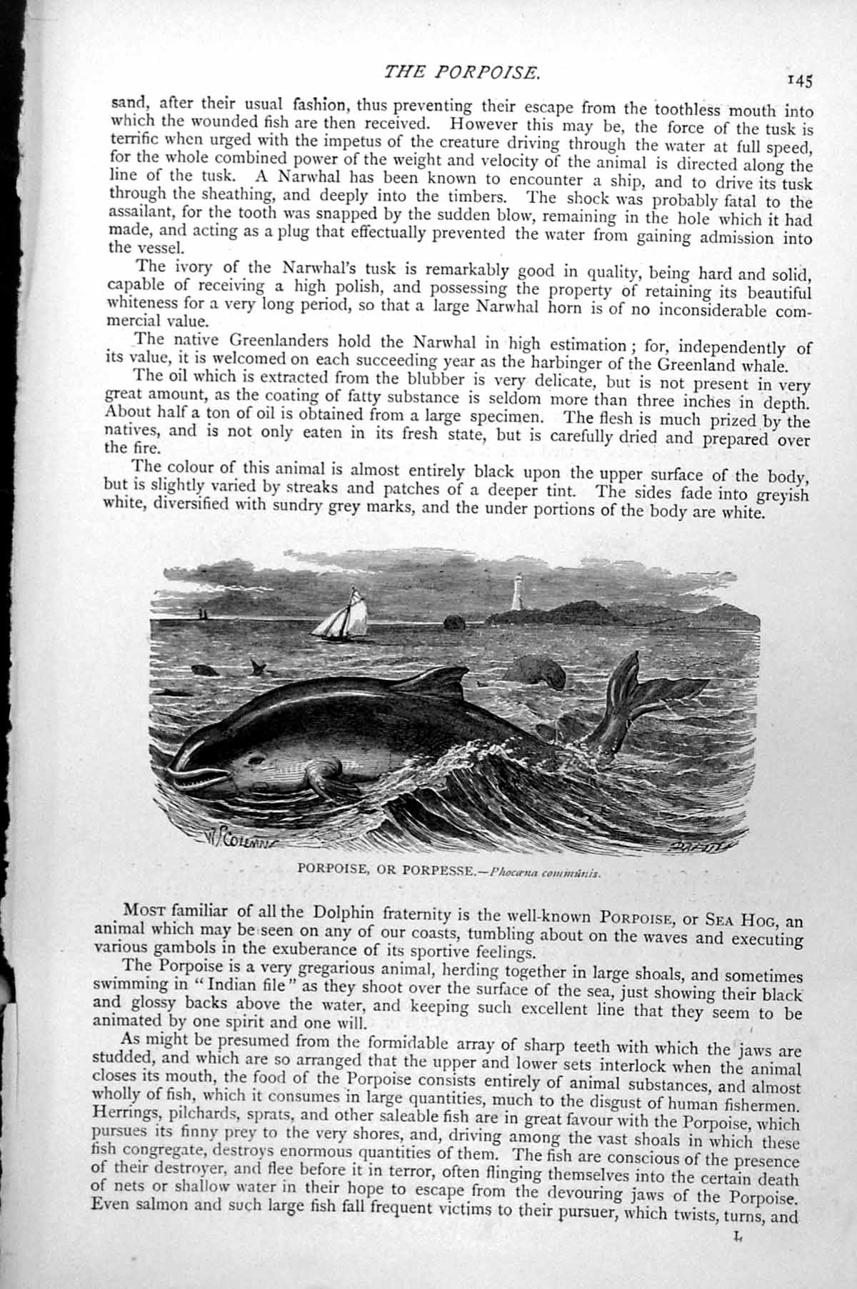 Antique Old Print Porpoise Or Porpesse Sailing Boat Lighthouse Phocaena C1890