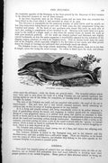 Antique Old Print Dolphin Beached Seabirds Cliff Edge Delphinus Delphis C1890