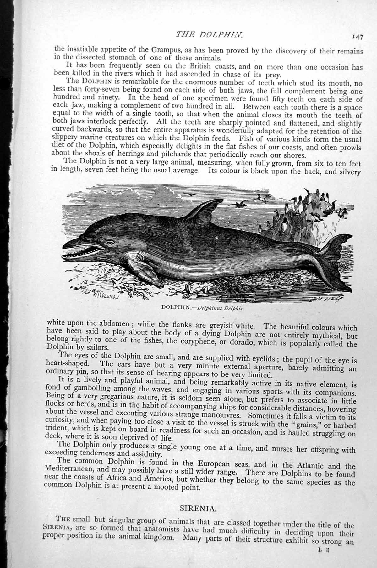 Antique Old Print Dolphin Beached Seabirds Cliff Edge Delphinus Delphis C1890
