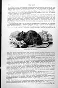 Original Old Antique Print The Brown Rat Mus Decumanus C1890 19th