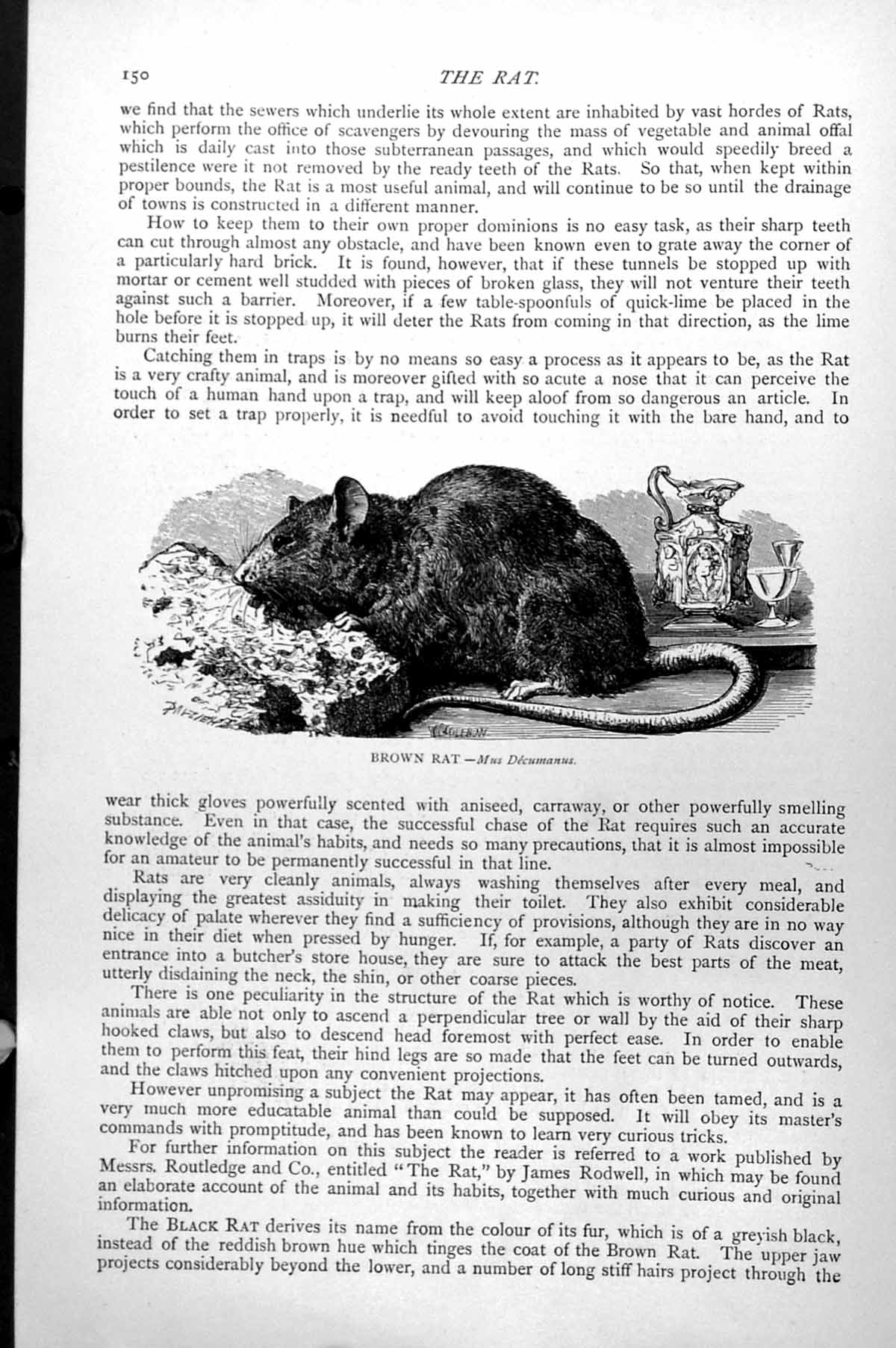 Original Old Antique Print The Brown Rat Mus Decumanus C1890 19th