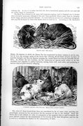 Original Old Antique Print Black Rat Mus Rattus Common Mouse Mus Musculus C1890