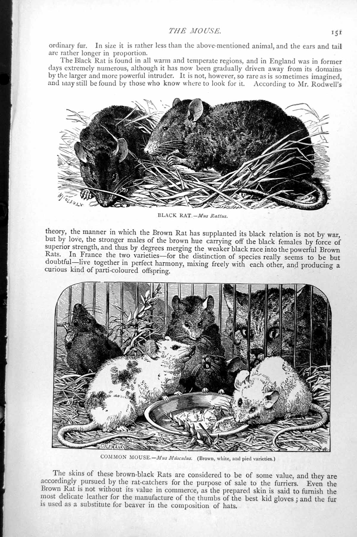 Original Old Antique Print Black Rat Mus Rattus Common Mouse Mus Musculus C1890