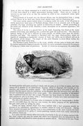 Original Old Antique Print Hamster Cricetus Frumentarius C1890 19th