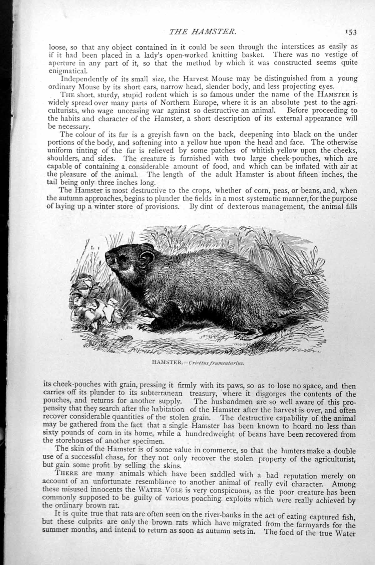Original Old Antique Print Hamster Cricetus Frumentarius C1890 19th