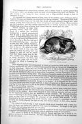 Original Old Antique Print Lemming Myodes Lemmus C1890 19th Century