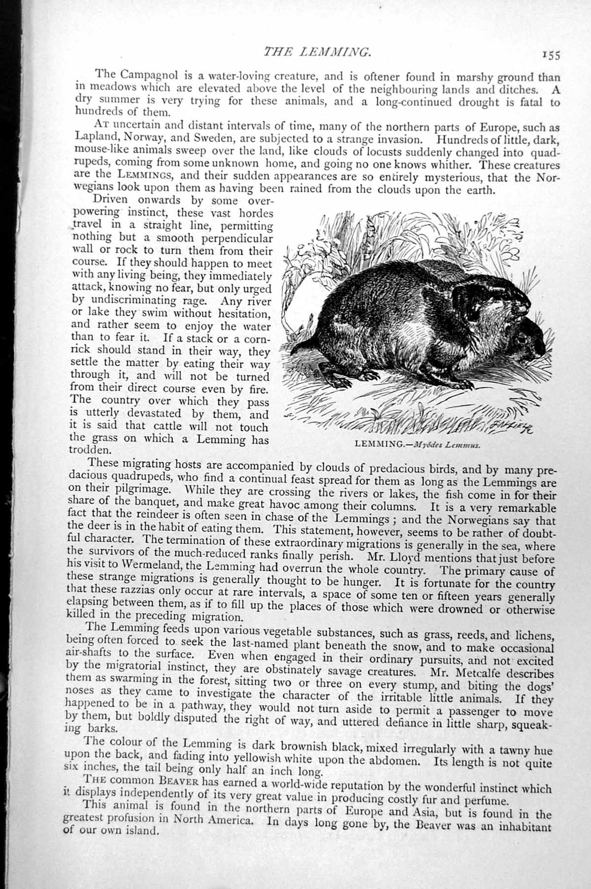 Original Old Antique Print Lemming Myodes Lemmus C1890 19th Century