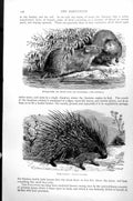 Antique Print Musquash Musk Rat Or Ondatra Fiber Zibethicus Porcupine C1890