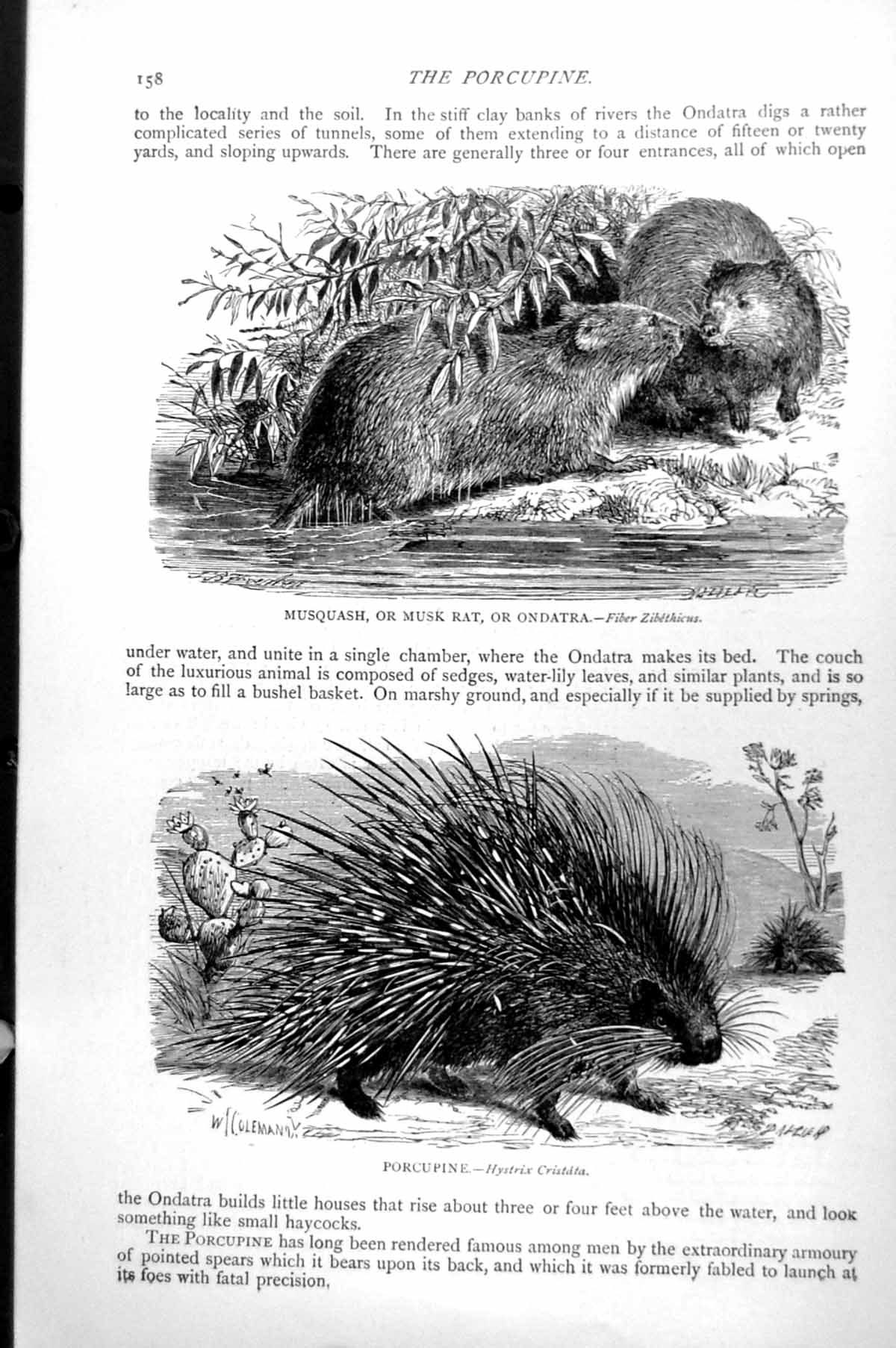 Antique Print Musquash Musk Rat Or Ondatra Fiber Zibethicus Porcupine C1890