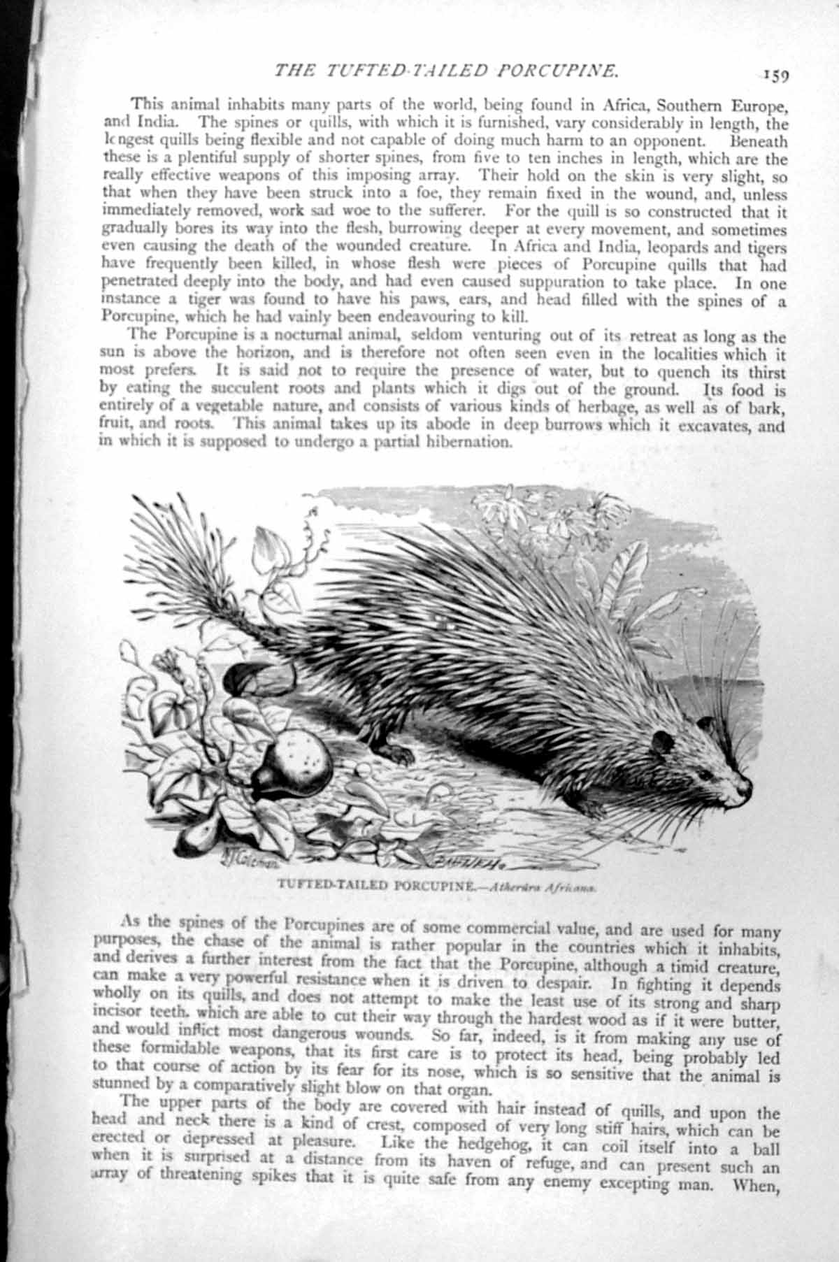 Original Old Antique Print Tufted-Tailed Porcupine Atherura Africana C1890 19th