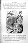 Antique Old Print Coendoo Or Brazilian Porcupine Cercolabes Prehensilis C1890