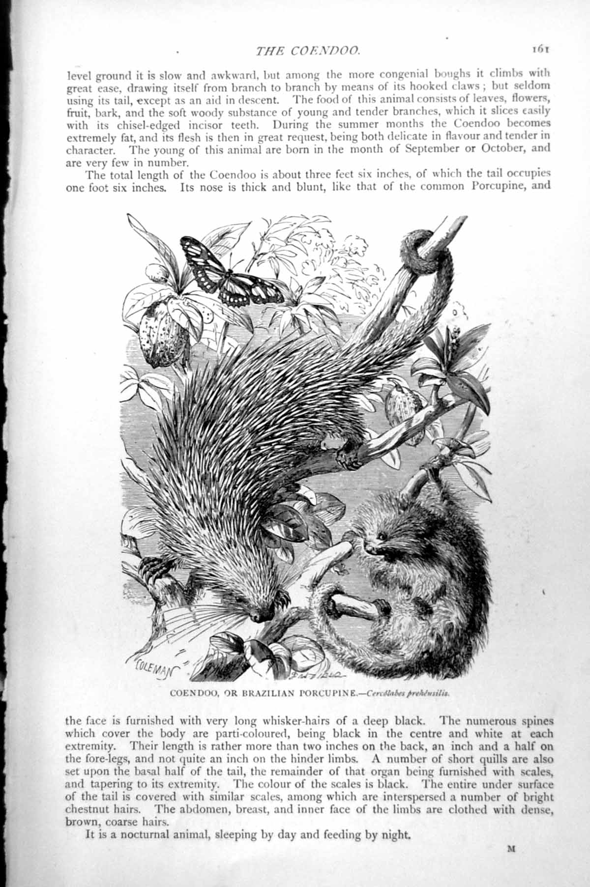 Antique Old Print Coendoo Or Brazilian Porcupine Cercolabes Prehensilis C1890
