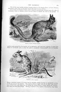 Antique Old Print Spring Haas Helamys Capensis Gerboa Dipus Aegyptius C1890