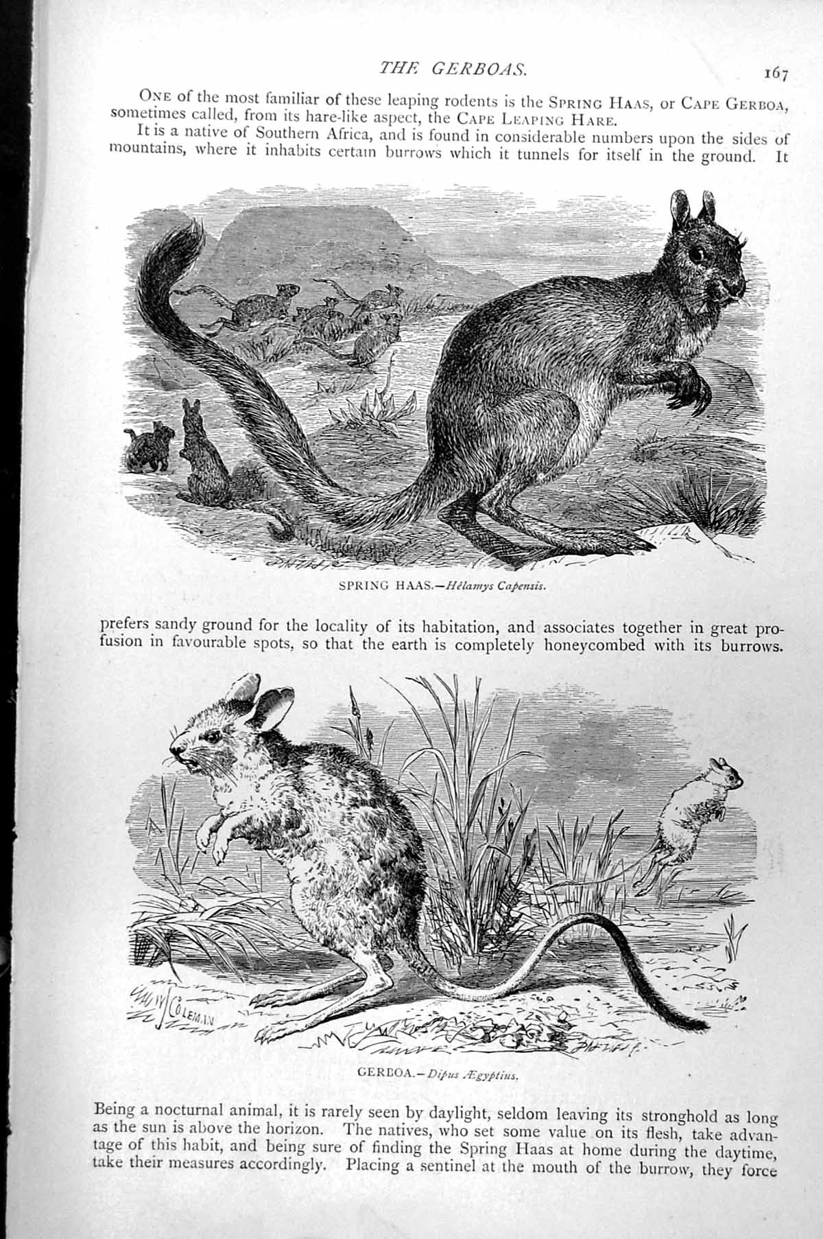 Antique Old Print Spring Haas Helamys Capensis Gerboa Dipus Aegyptius C1890