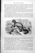 Original Old Antique Print Taguan Flying Squirrel Pteromys Peturista C1890 19th