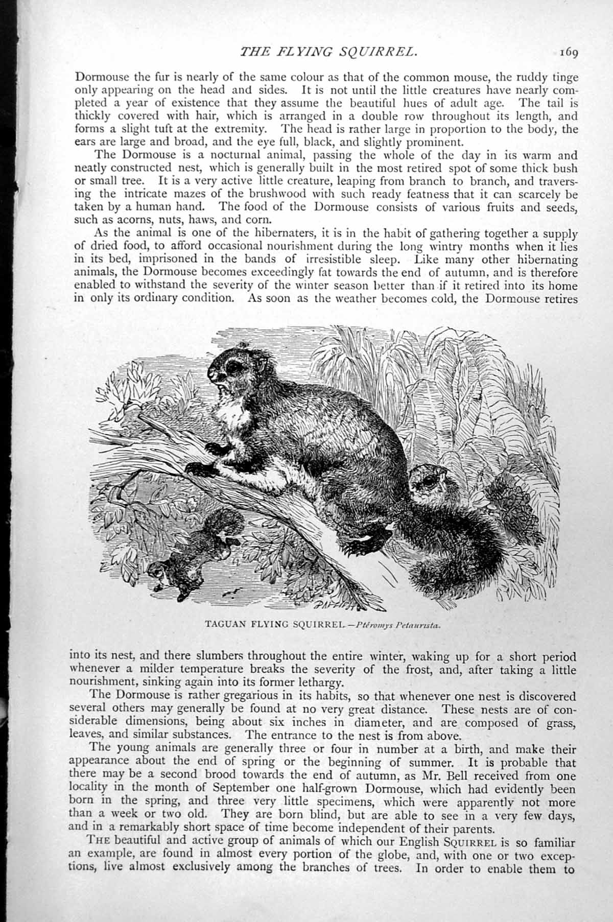 Original Old Antique Print Taguan Flying Squirrel Pteromys Peturista C1890 19th