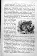 Original Old Antique Print Squirrel Sciurus Europaeus C1890 19th