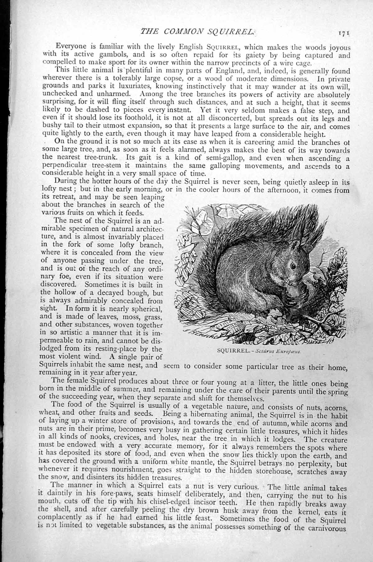 Original Old Antique Print Squirrel Sciurus Europaeus C1890 19th