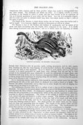 Original Old Antique Print Ground Squirrel Or Hackee Tamias Lysteri C1890 19th