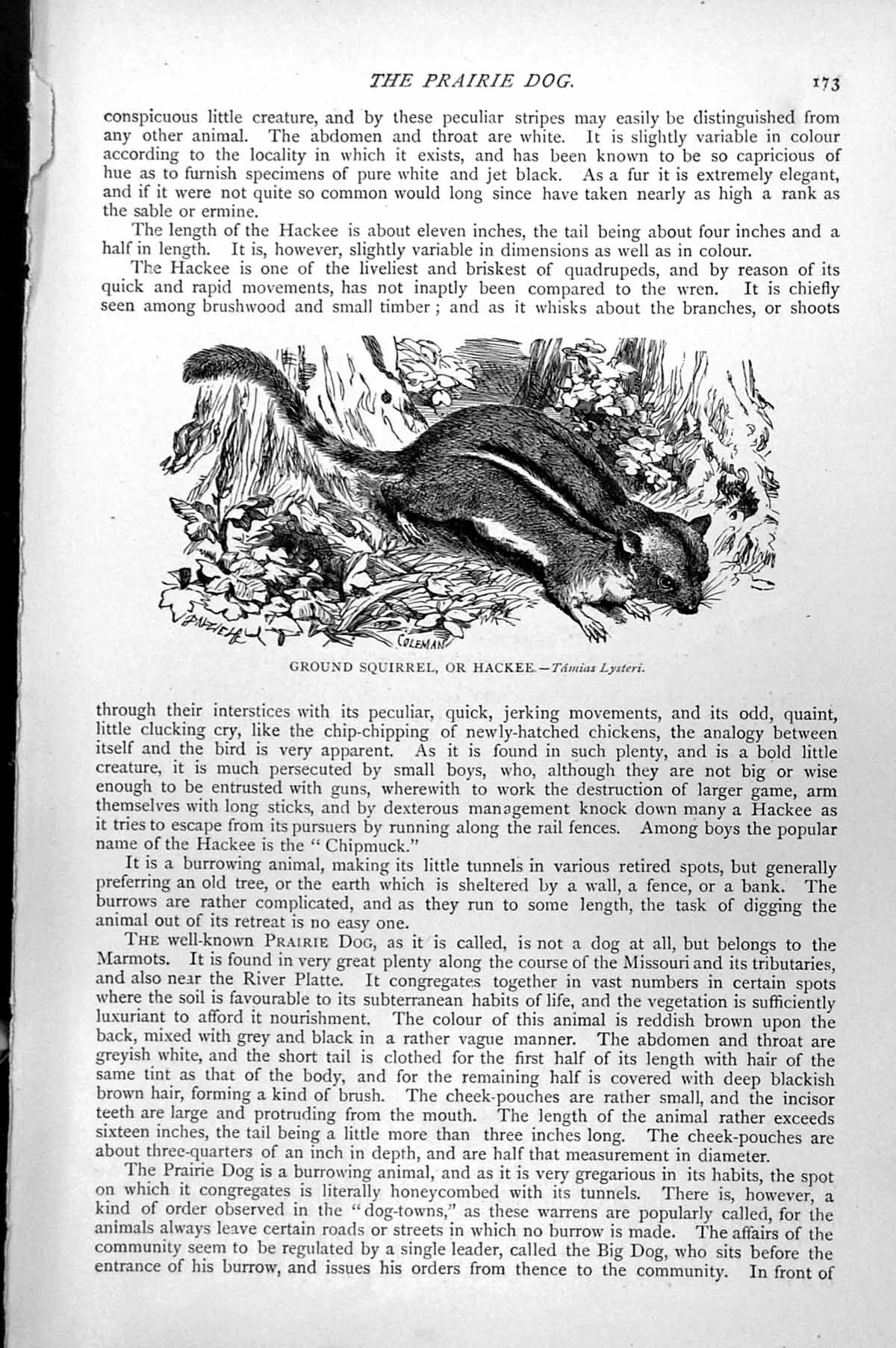 Original Old Antique Print Ground Squirrel Or Hackee Tamias Lysteri C1890 19th