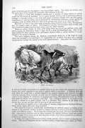 Original Old Antique Print Zebu Bos Indicus Family Group At Watering Hole C1890