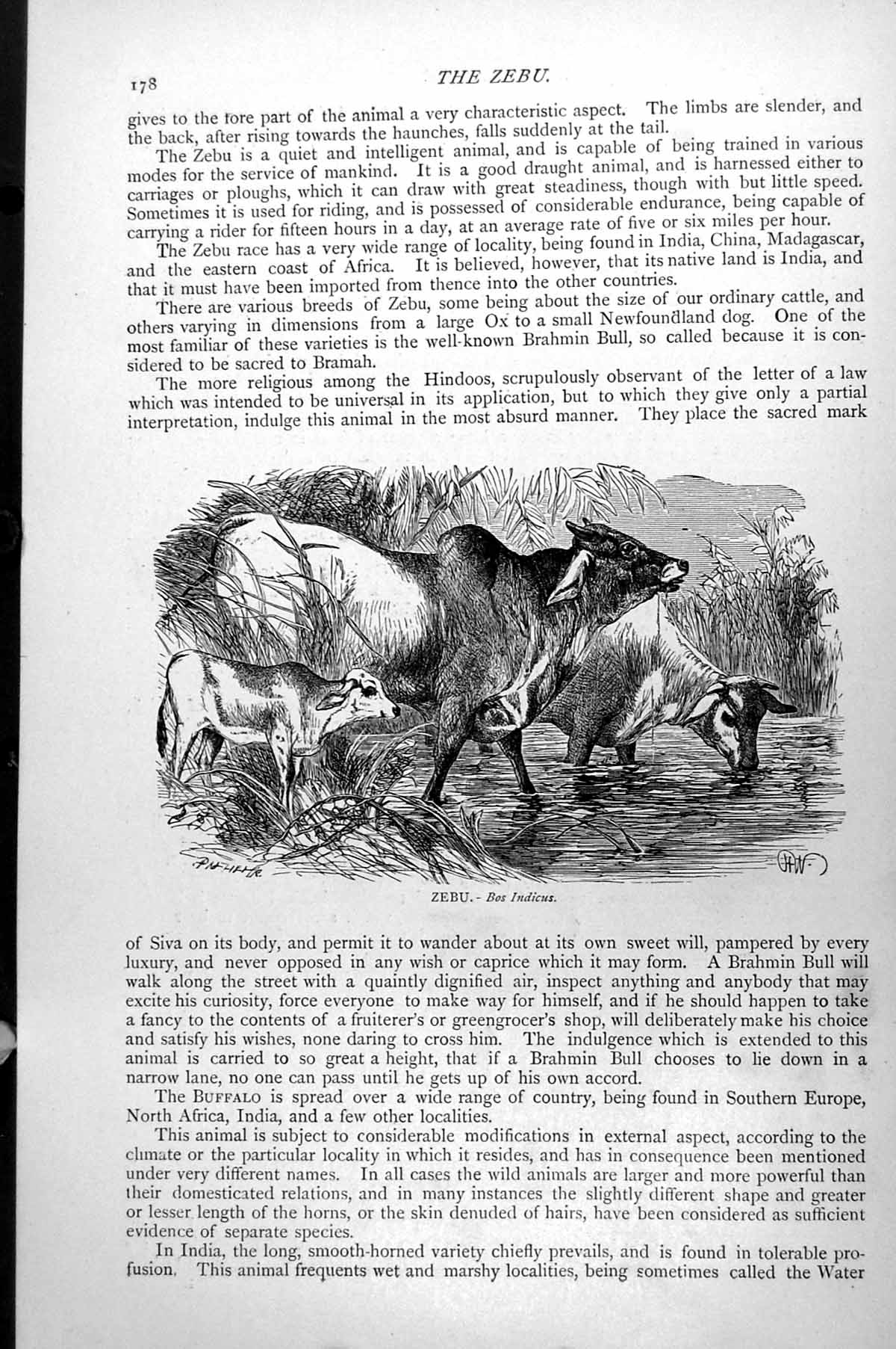 Original Old Antique Print Zebu Bos Indicus Family Group At Watering Hole C1890
