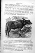 Original Old Antique Print Buffalo Standing Water Bubalus Buffelus C1890 19th