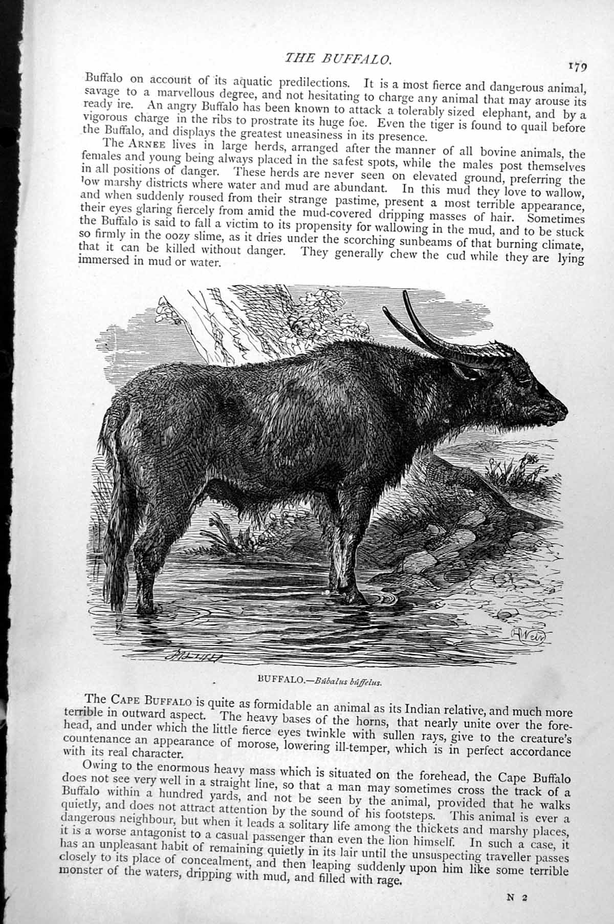 Original Old Antique Print Buffalo Standing Water Bubalus Buffelus C1890 19th