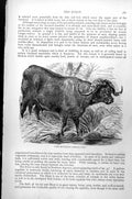 Original Old Antique Print Cape Buffalo Bubalus Caffer C1890 19th