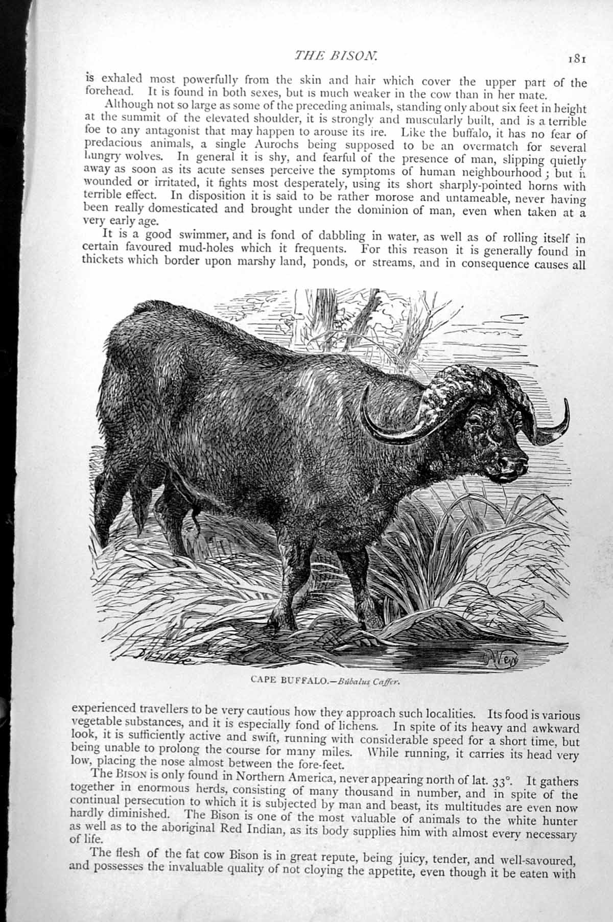 Original Old Antique Print Cape Buffalo Bubalus Caffer C1890 19th