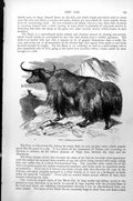 Original Old Antique Print Yak Poephagus Grunniens Mountainside C1890 Victorian