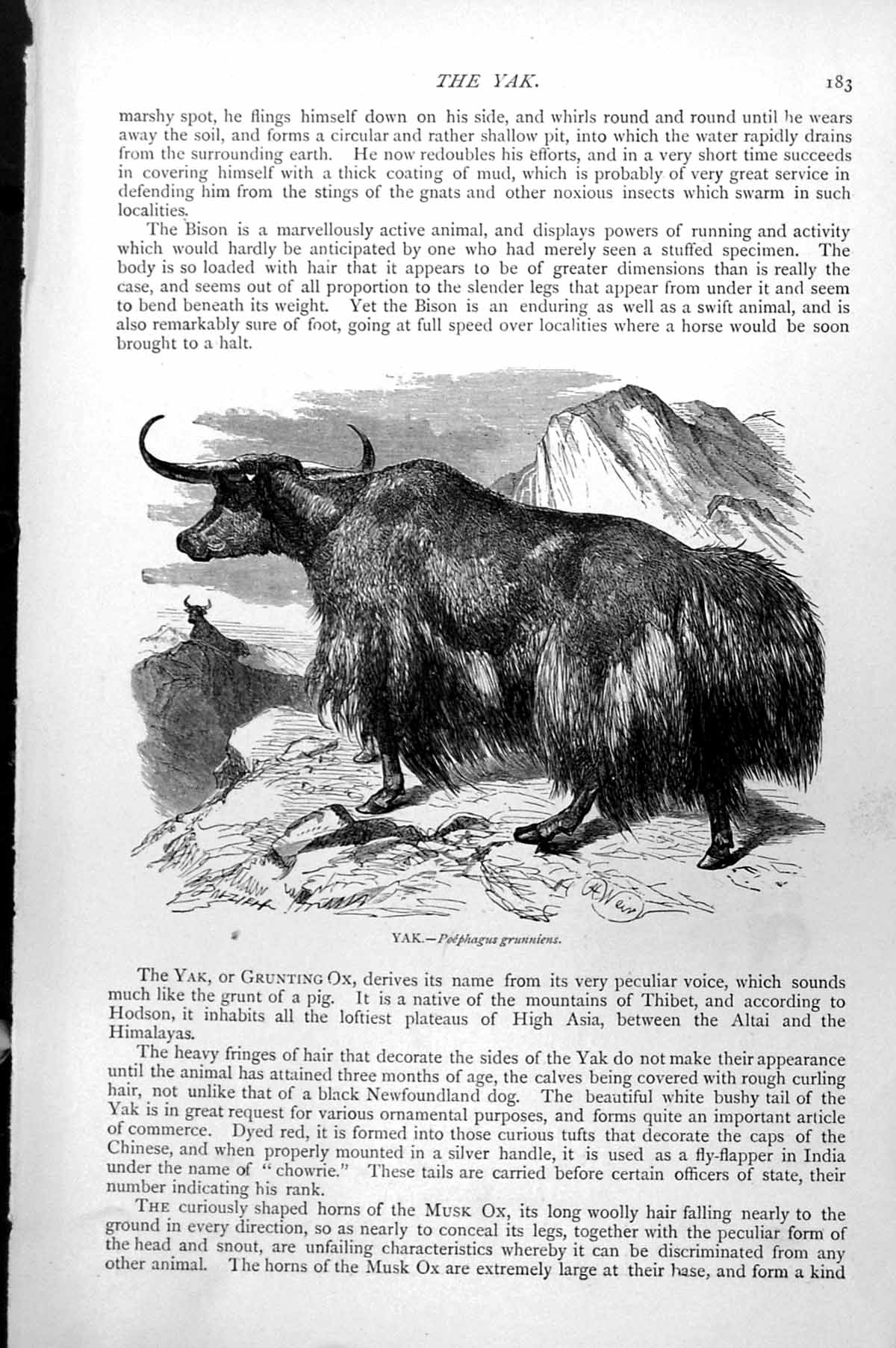 Original Old Antique Print Yak Poephagus Grunniens Mountainside C1890 Victorian