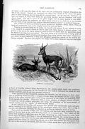 Original Old Antique Print Gazelle Gazella Dorcas C1890 19th Century